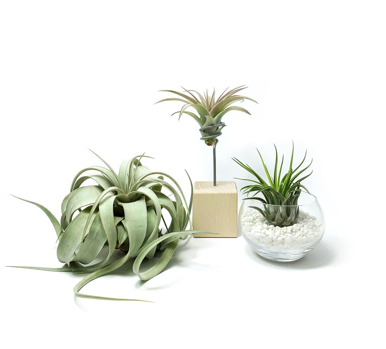 tropical-garden-sukulenty-zielone-3-sztuki