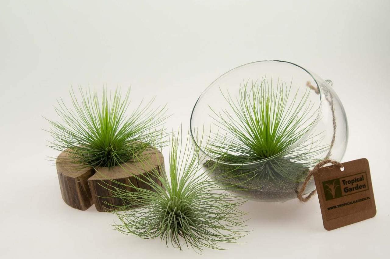 upraveny_oplatwa-tillandsia